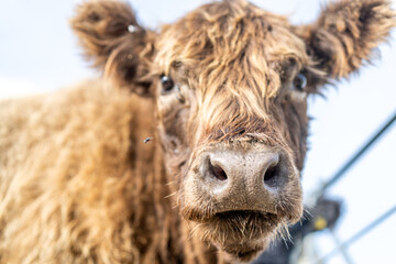 English Angus breed cow on the coast - Highlander