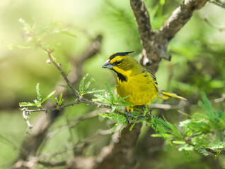 Yellow Cardinal, Gubernatrix cristata, Endangered species in La Pampa, Argentina