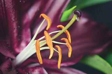 Close up of a delicate lily flower with the stamen and a pistil with a drop of nectar