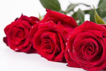 Red roses, covered with drops of water, on a white background	
