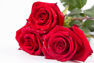 Red roses, covered with drops of water, on a white background