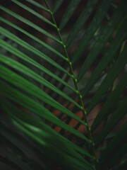 Dark green tropical palm leaves on black background