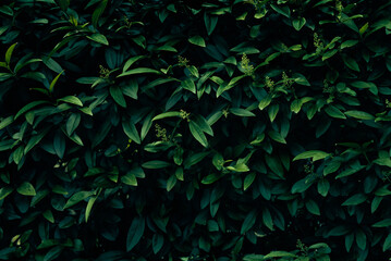 Background of dark green leaves.