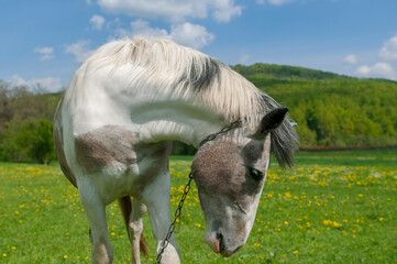 Obraz premium white mare with chestnut foliage in the mountains of a beautiful sunny day