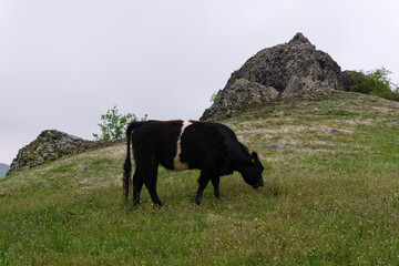 Helfensteine