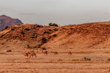 camels with landscape in oman