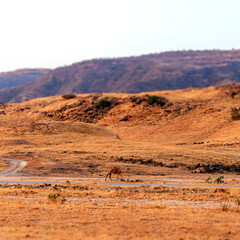 camels with landscape in oman