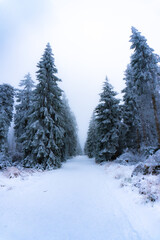 Mystic Snowy Forest