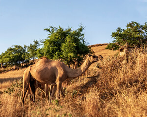 camels with landscape