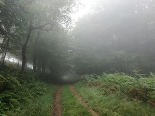 Forêt sous la brume dans l'Ariège