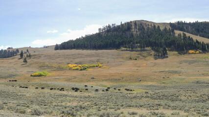wide angle shot of a bison herd and aspen in the lamar valley of yellowstone