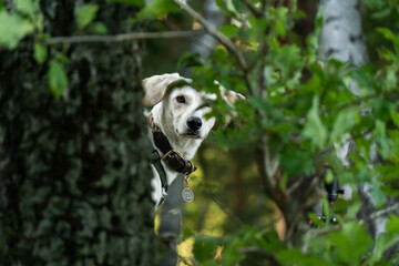 Hund schaut hinter einem Baum hervor