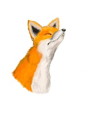 Obraz premium Portrait of a sly red fox sitting with his eyes closed on a white background.