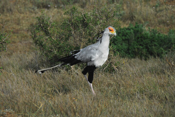 Africa- Close Up of a Uniquely Beautiful Wild Secretarybird