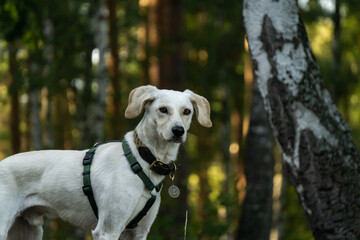 Labrador mit Schlappohren im Wald