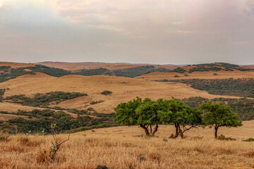 trees on mountains in Oman