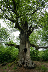 Urwald Sababurg