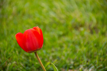 Obraz premium Close up view of red tulip in the garden during spring season in Patagonia, Argentina