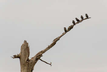 birds on a branch
