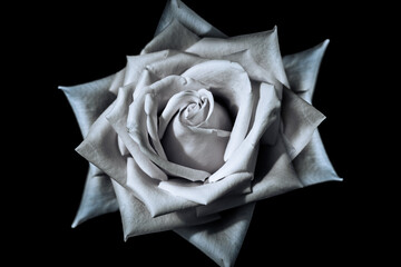 unreal white rose on black background - 402372214