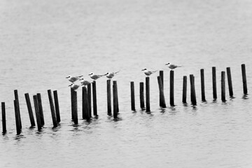 Terns on old dock poles