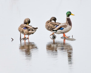 Mallard Ducks Islands