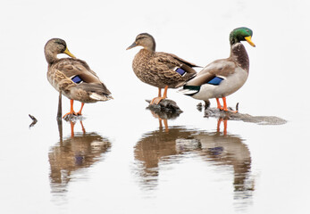 Mallard Ducks Islands