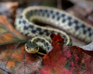Garter Snake in Fall Leaves
