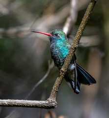 hummingbird on a branch