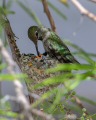 hummingbird feeding young