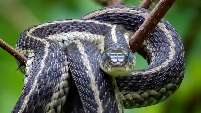 garter snake in tree