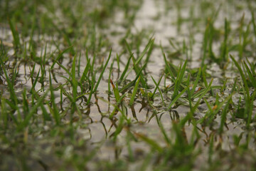 green grass in water