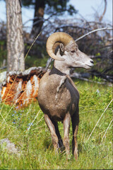 Rocky Mountain Big Horn Sheep - Ovis canadensis