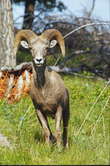 Rocky Mountain Big Horn Sheep - Ovis canadensis