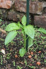 Jeune pousse de tomates.