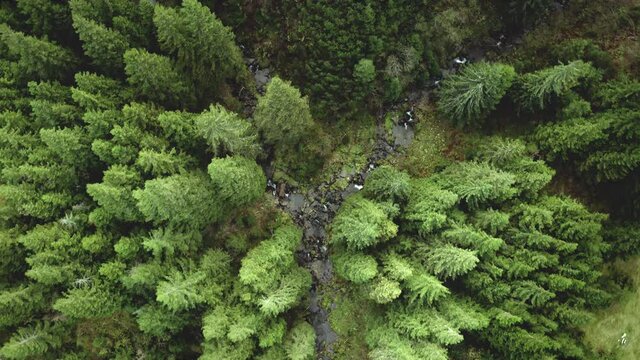 Top down green mountain river at fir forest aerial. Nobody nature landscape. High greenery pine forest on hills. Summer vacation at Carpathians mount, Ukraine, Europe. Cinematic drone shot