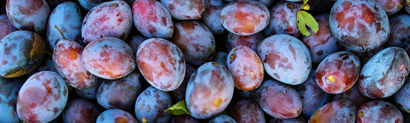 Banner. Ripe plums. Close up of fresh plums, top view. Macro photo food fruit plums. Texture background of fresh blue plums. Image fruit product. D'Agen French prune plum. Plums with a few leaves.