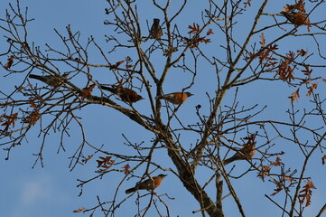 
Tree full of Robins