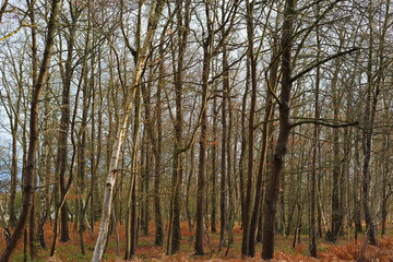 Fototapeta premium Forêt hivernale