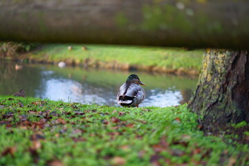 Attente a la canardi&egrave;re !