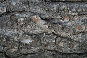 tree bark surface texture close up in national park