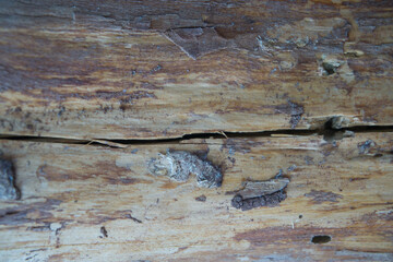 tree bark surface texture close up in national park
