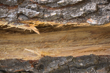 tree bark surface texture close up in national park