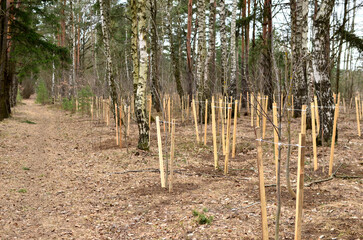 Planting young trees in the forest in the spring season. Ecology and environmental care concept