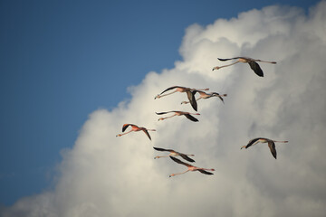 BIRDS- Bahamas- Caribbean Flamingos Flying in the Clouds
