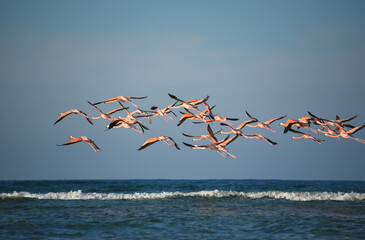 BIRDS- Bahamas- A Flock of Flamingos Flying Over the Sea
