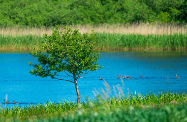 green grass and lake