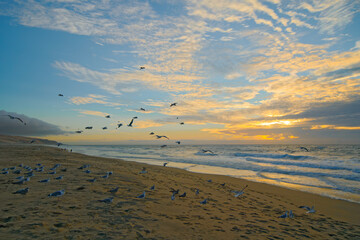 Tropical beach sunset and flock of birds, cloudy sky and sun setting down the horizon