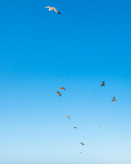 Clear blue sky and silhouette of birds. Flying seagulls and pelicans