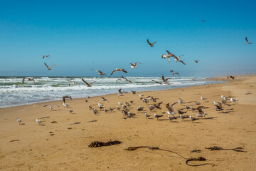Flock of birds on the beach. Great colony of seagulls, Gudalupe Dunes National Wildlife Reserve, California